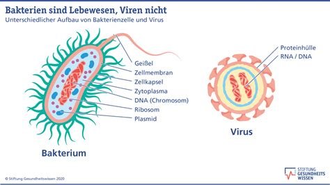 Vergleich Zwischen Bakterien Und Viren