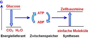 Vergleich Zwischen Verbrennung Von Glucose Im Kalorimeter Und Zellatmung