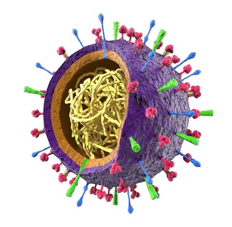 Was Sind Die Symptome Von Influenza