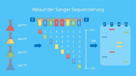 Zusammenhang Zwischen Basensequenz Vergleich Und Stammbaum