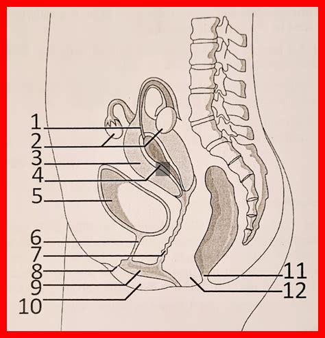 Warum ist das Verständnis des weiblichen Körpers wichtig für das sexuelle Vergnügen?