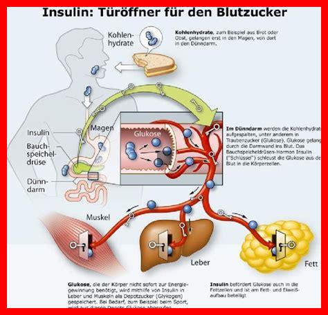 Wie wird Insulin im Körper abgebaut