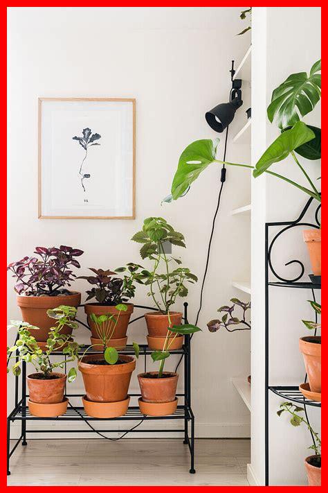 Wie viele Zimmerpflanzen sind zu viele?