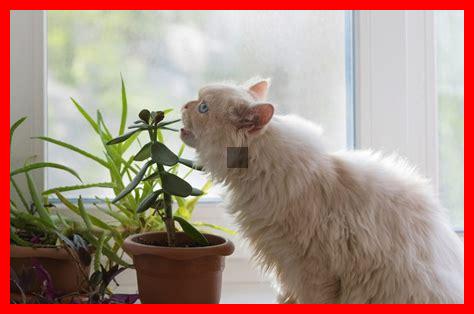 Sind grüne Pflanzen gut für Haustiere?