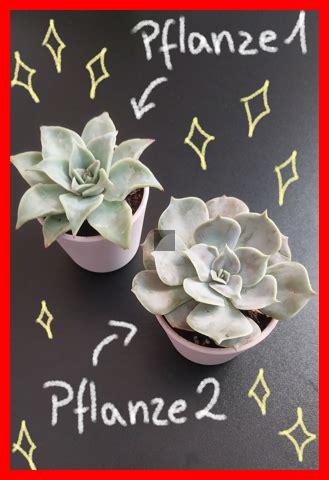 Wie oft sollten Sie Ihre Pflanzen gießen?